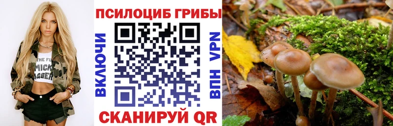 omg ссылки  Выкса  darknet официальный сайт  Галлюциногенные грибы Psilocybe 